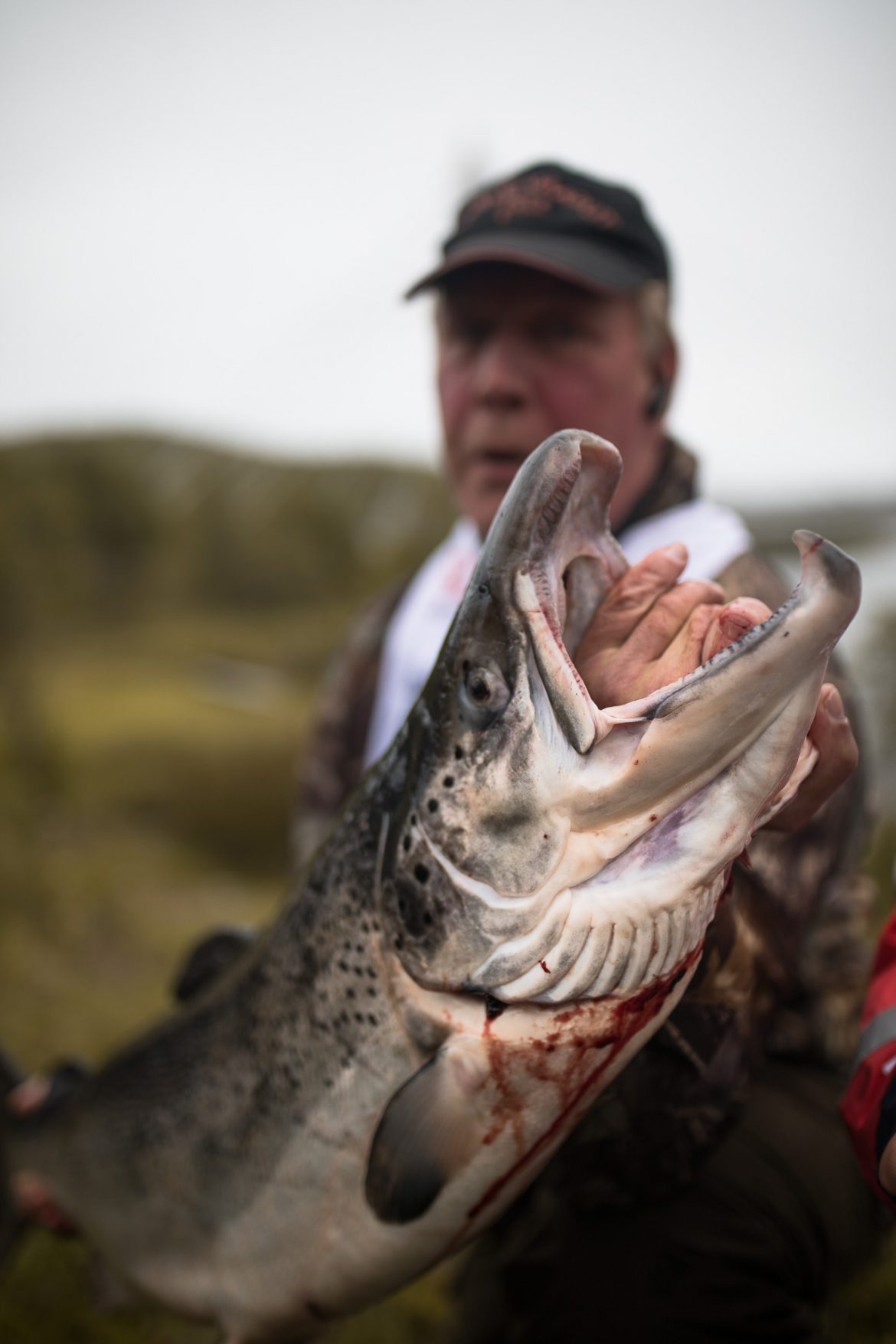 Atlantic salmon
