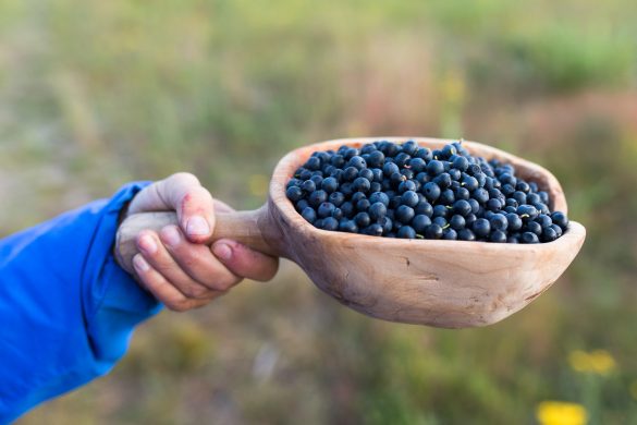 Bilberry | European Blueberry | Vaccinium myrtillus