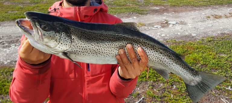 70cm Sea trout form Finnmark, Norway