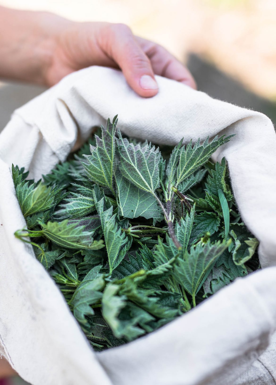 Stinging Nettle