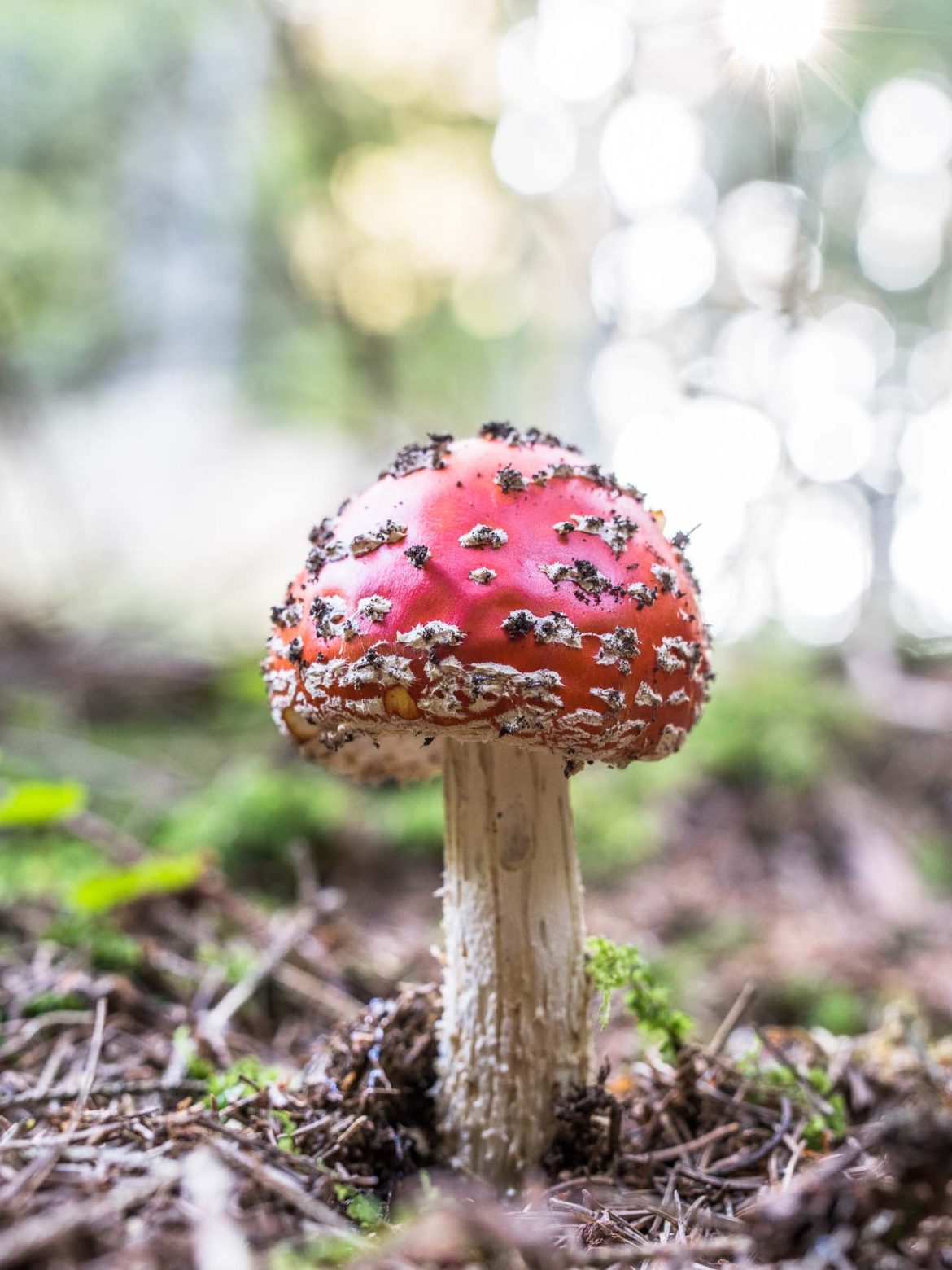 Lactarius deliciosus – Mushrooms Up! Edible and Poisonous Species of  Coastal BC and the Pacific Northwest