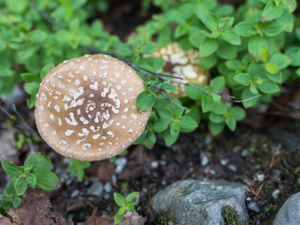 Amanita pantherina | panther cap