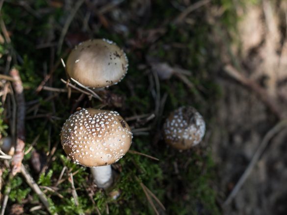 Amanita pantherina | panther cap