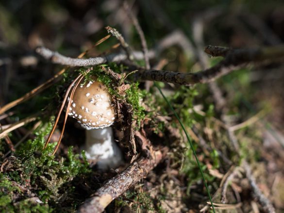 Amanita pantherina | panther cap