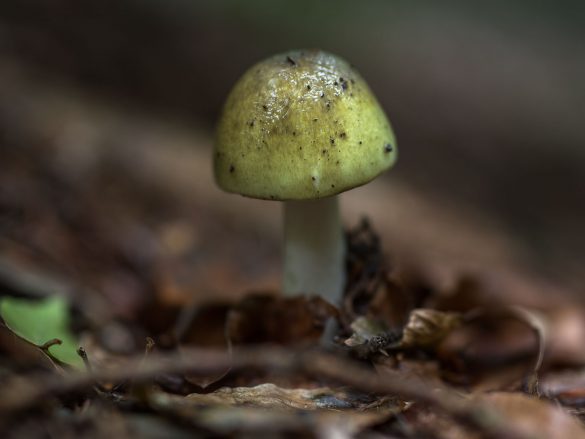 Amanita_phalloides-Knollenblaetterpilz-gruener-5831