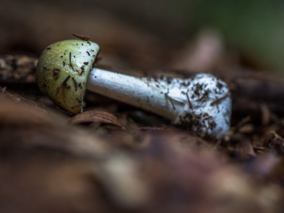 Amanita phalloides | Gruener Knollenblaetterpilz