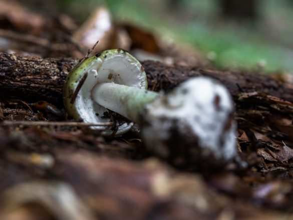 Amanita phalloides | Gruener Knollenblaetterpilz