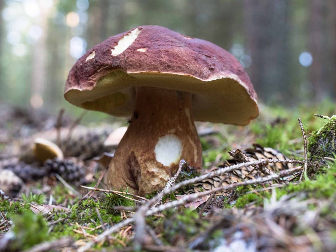 Boletus_pinophilus_Kiefernsteinpilz-5437