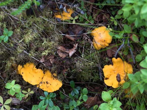 Cantharellus cibarius | chantarell