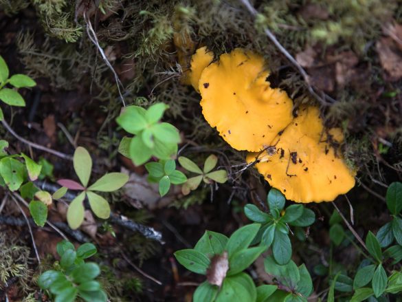 Cantharellus cibarius | chantarell