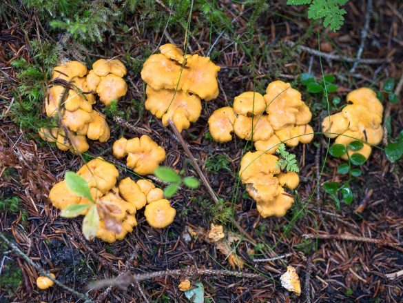 Cantharellus cibarius | chantarell