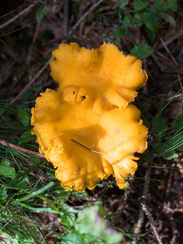 Cantharellus cibarius | chantarell