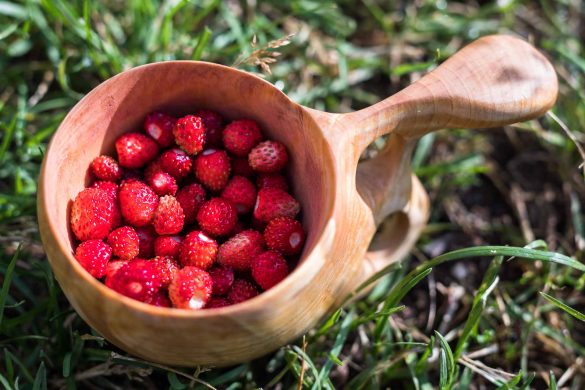 Wild Strawberry | Fragaria vesca