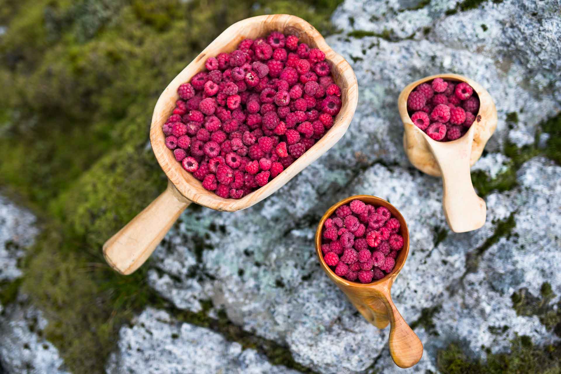 Wild Berries and benefits they bring