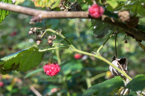 Raspberry | Rubus idaeus