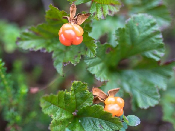 Cloudberry | Rubus chamaemorus