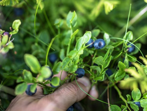 Bilberry | European Blueberry | Vaccinium myrtillus