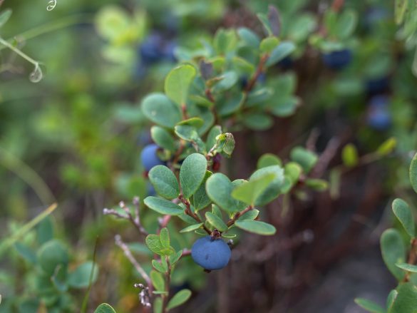 Bog Blueberry | Bog Billberry | Vaccinum uliginosum-3353