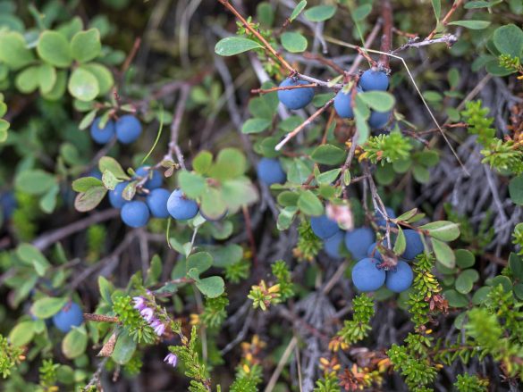 Bog Blueberry | Bog Billberry | Vaccinum uliginosum-3353