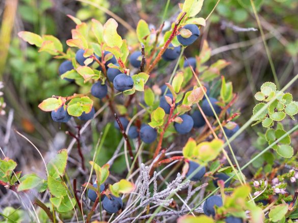 Bilberry | European Blueberry | Vaccinium myrtillus