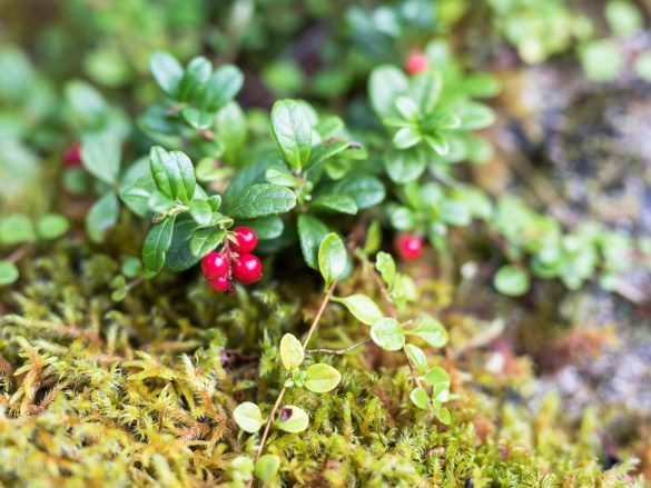 Lingonberry | Vaccinum vitis-idaea