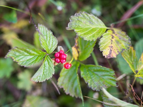 Stone Bramble | Rubus saxatille