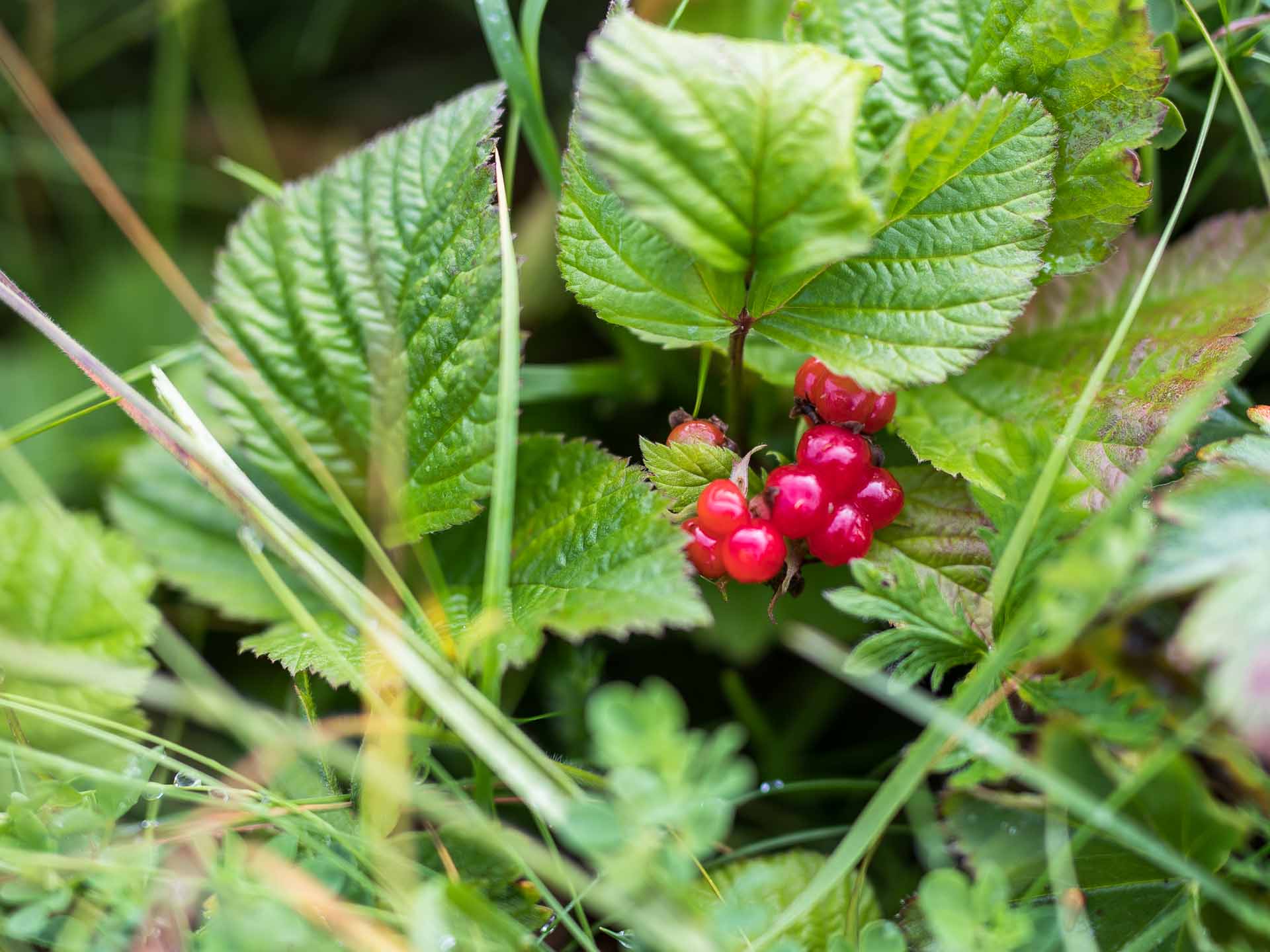 Thorny bushes with juicy berries, the brambleberry bushes grow in