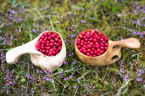 Lingonberry | Vaccinum vitis-idaea