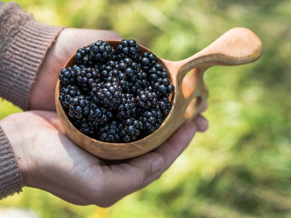 Blackberry | Rubus Rubus