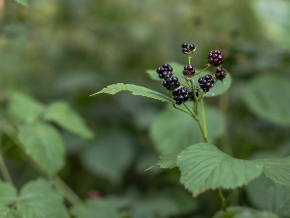Blackberry | Rubus Rubus
