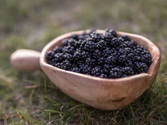 Blackberry | Rubus Rubus