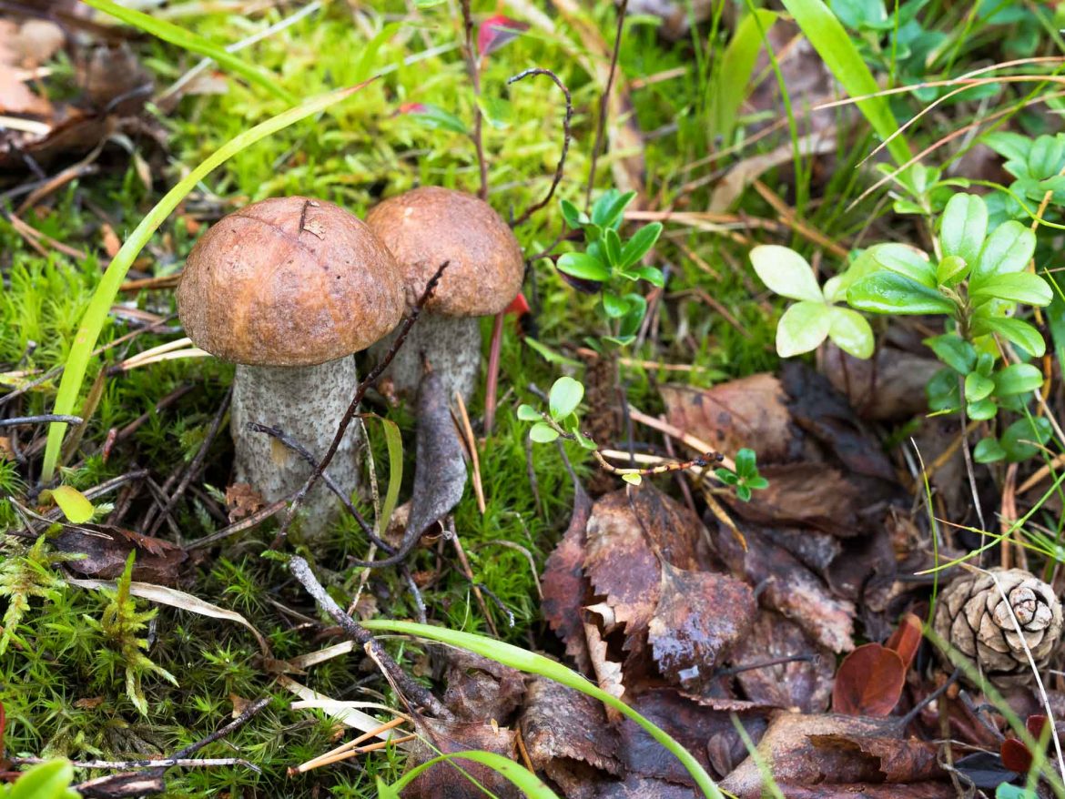 Leccinum scabrum | birch bolete