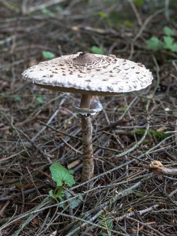 Macrolepiota procera | parasol mushroom