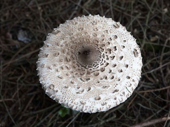 Macrolepiota procera | parasol mushroom