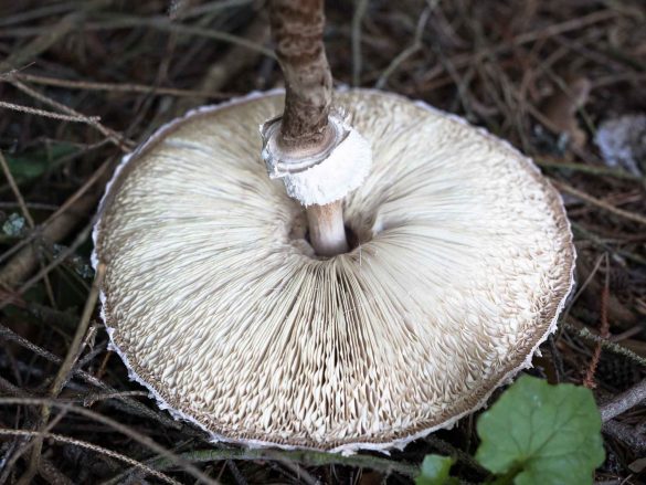 Macrolepiota procera | parasol mushroom