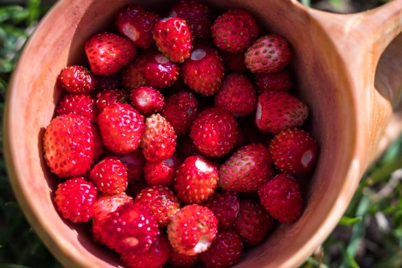 Wild Strawberry | Fragaria vesca