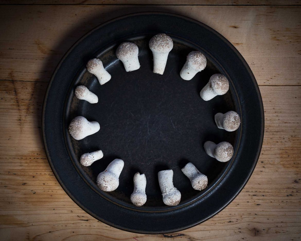 Puffball | Lycoperdon perlatum