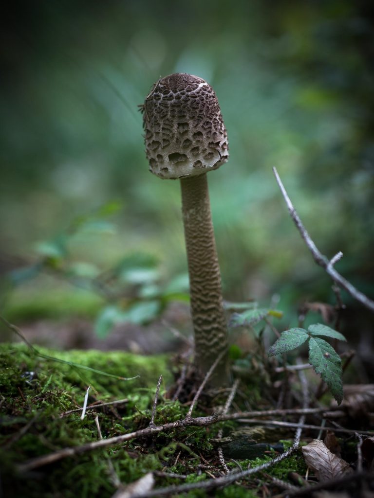 Parasol Mushroom (Macrolepiota procera)