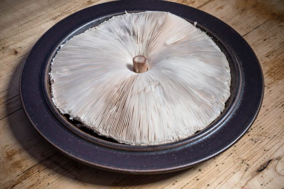 Parasol Mushroom (Macrolepiota procera)