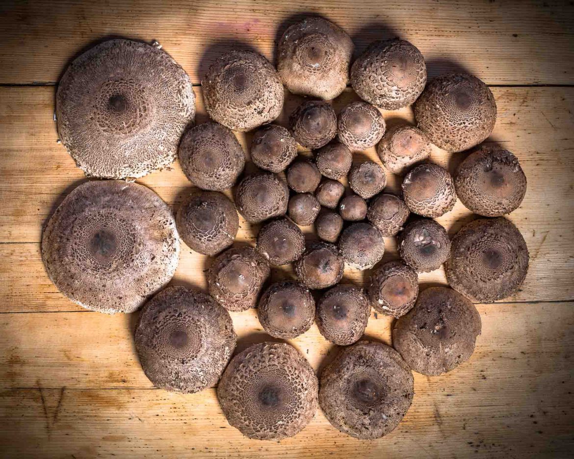 Parasol Mushroom (Macrolepiota procera)