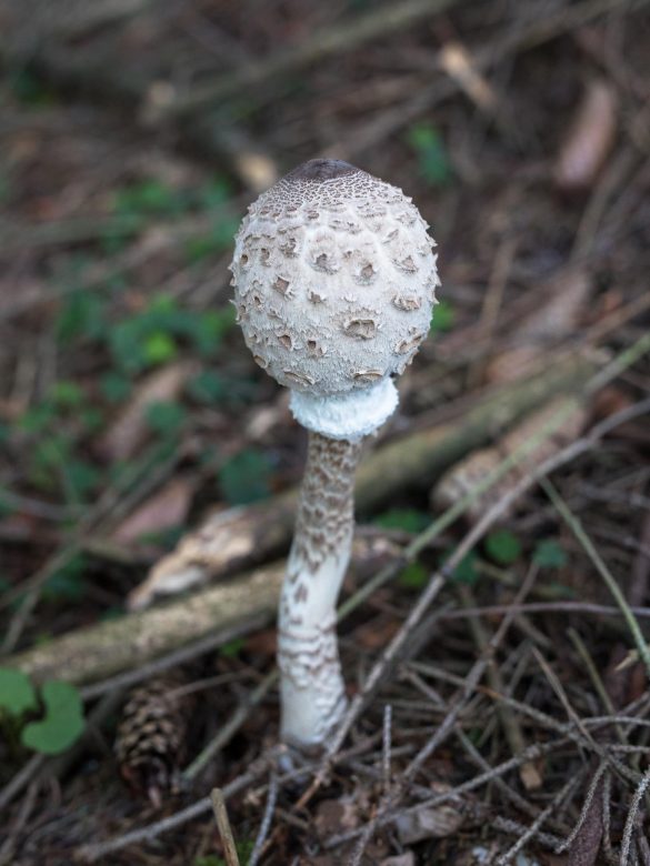 Parasol Mushroom (Macrolepiota procera)