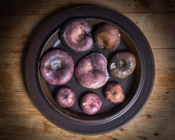 Russula cyanoxantha - Charcoal burner