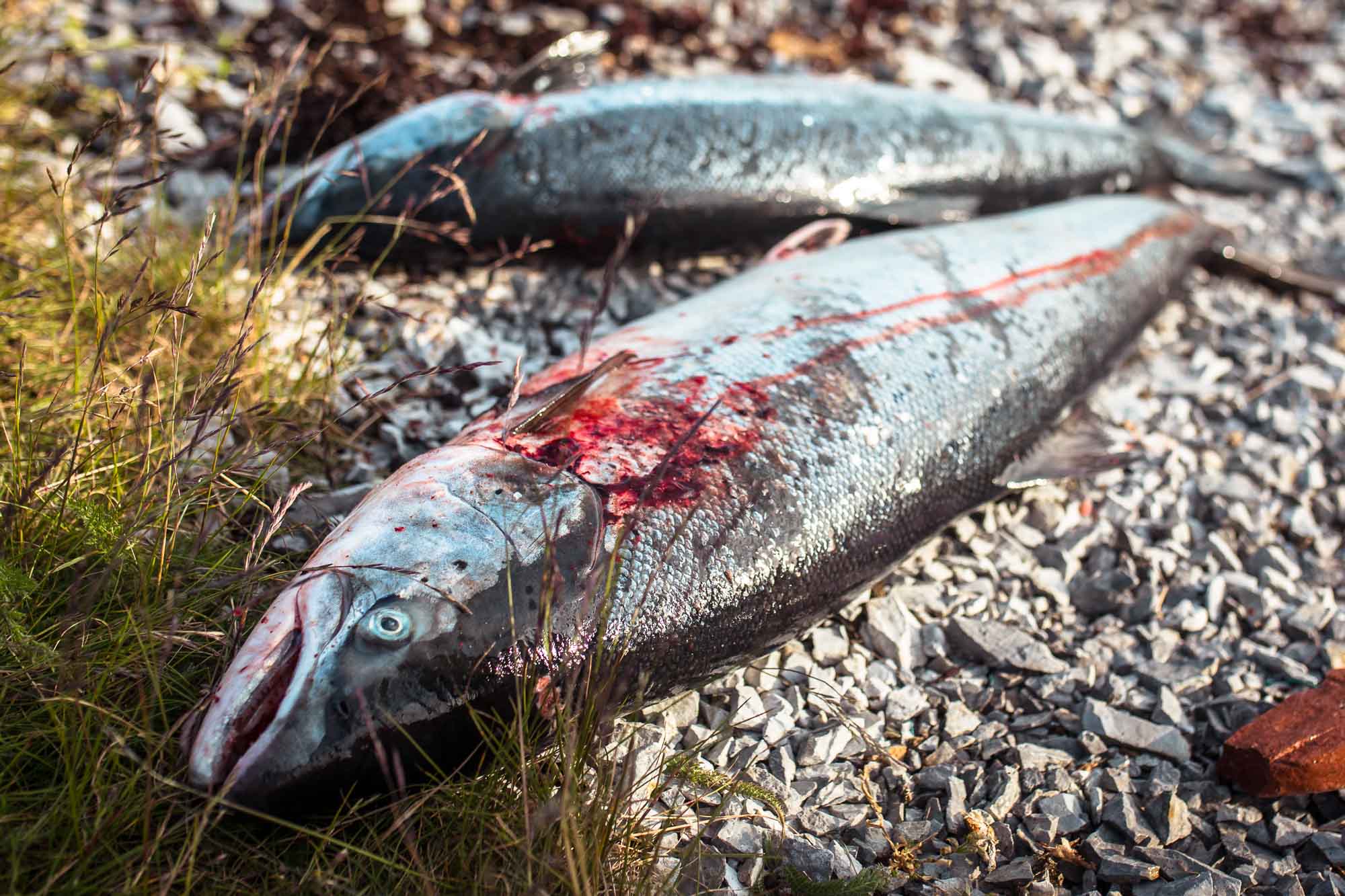 Salmon - Gone71° N – Scandinavian Fishing Ressource