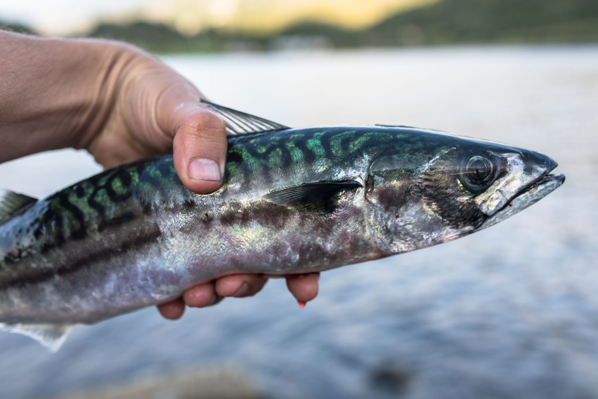 Mackerel (& recipe) Gone71° N