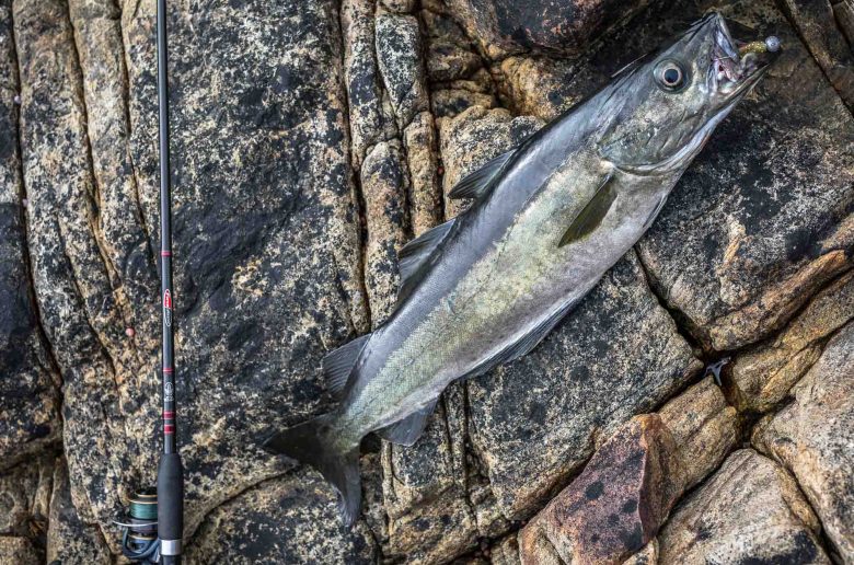 How to catch more and bigger cod and coalfish with soft baits in Norway