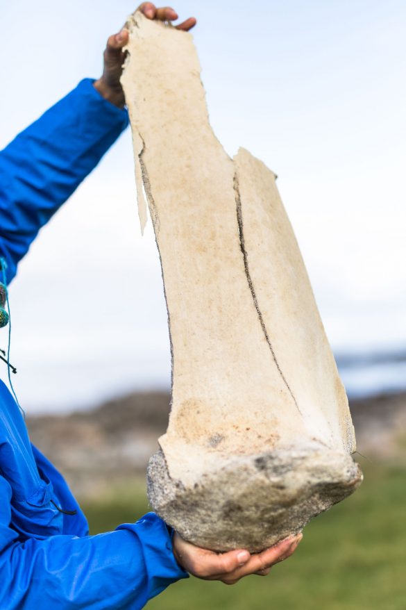 sperm whale rip