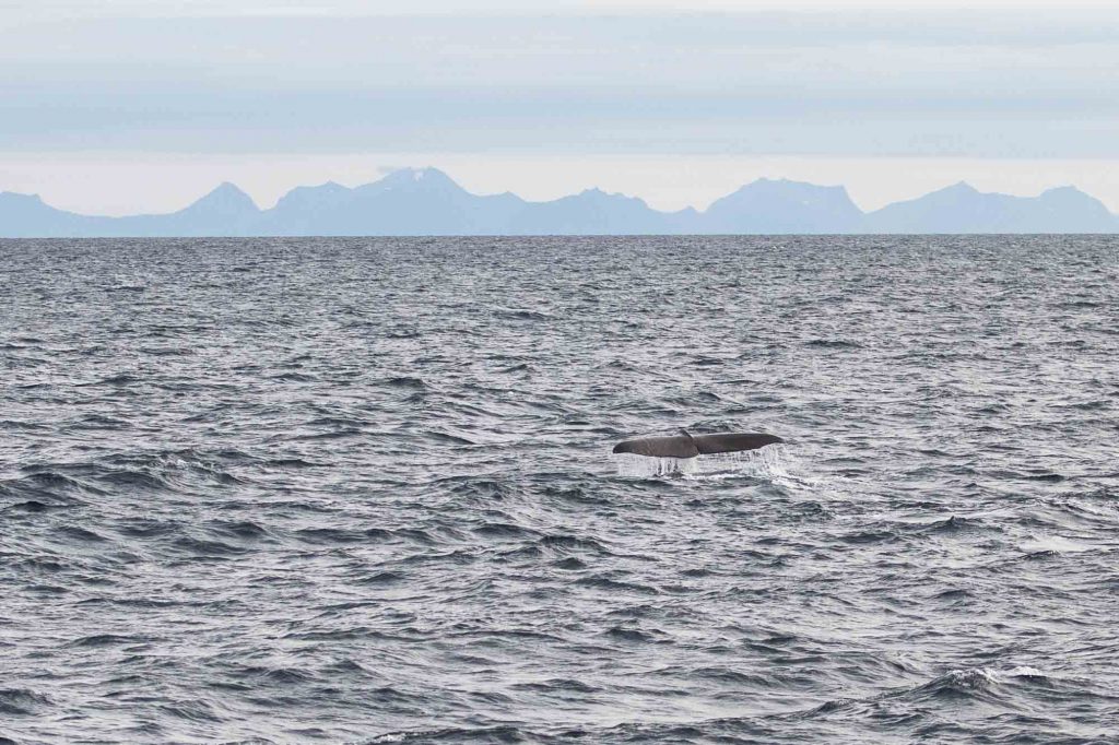 Sperm whale fluke