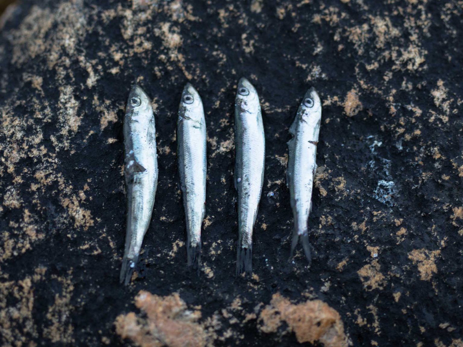 Mackerel (& recipe) Gone71° N