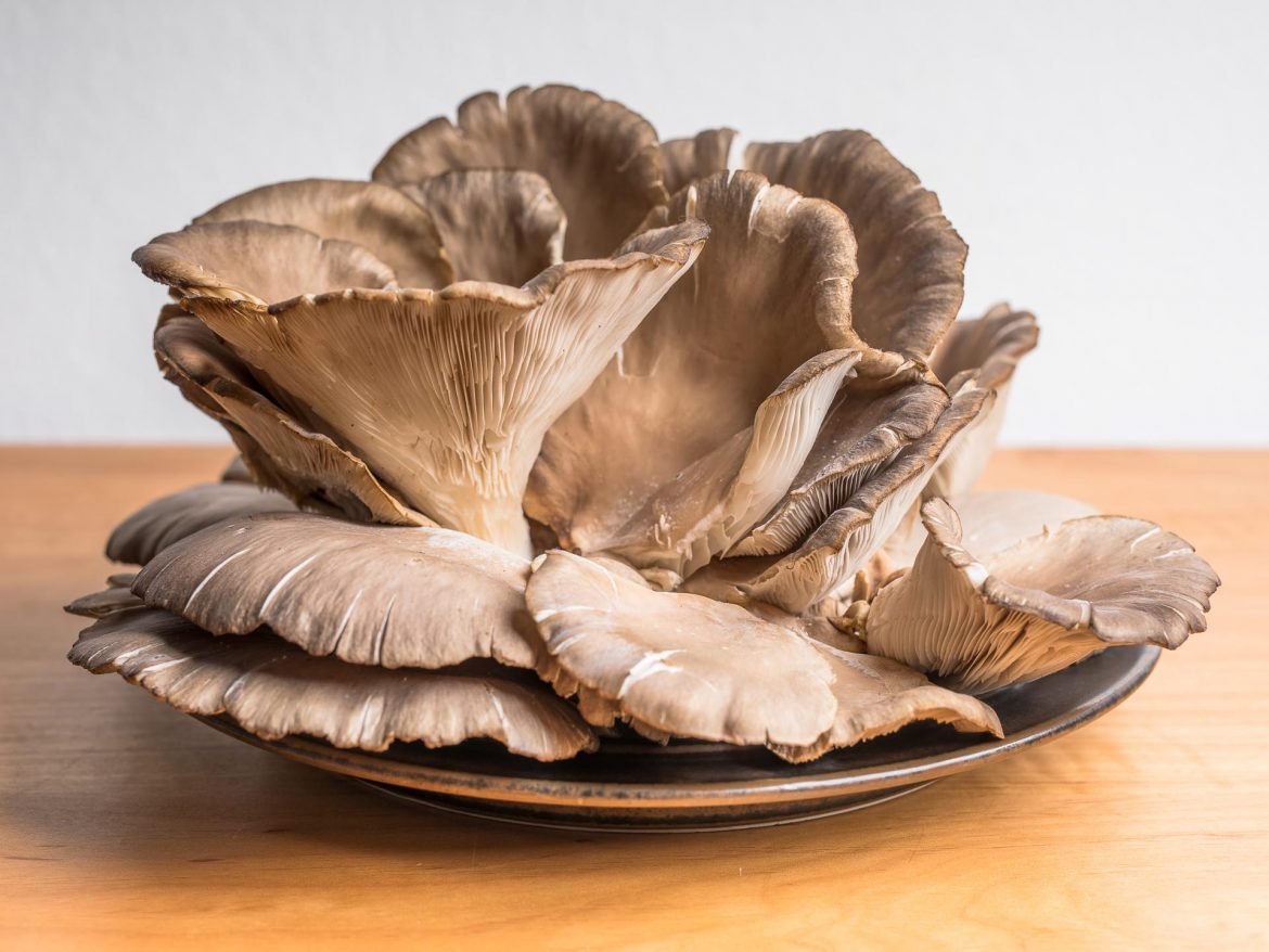 Pleurotus_ostreatus_Oyster_mushroom