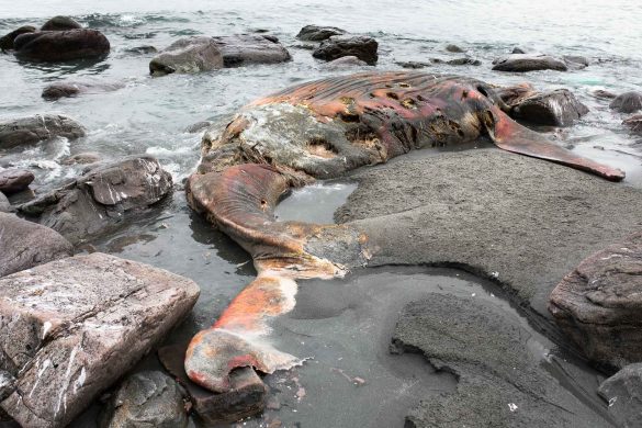 Minke whale corpse